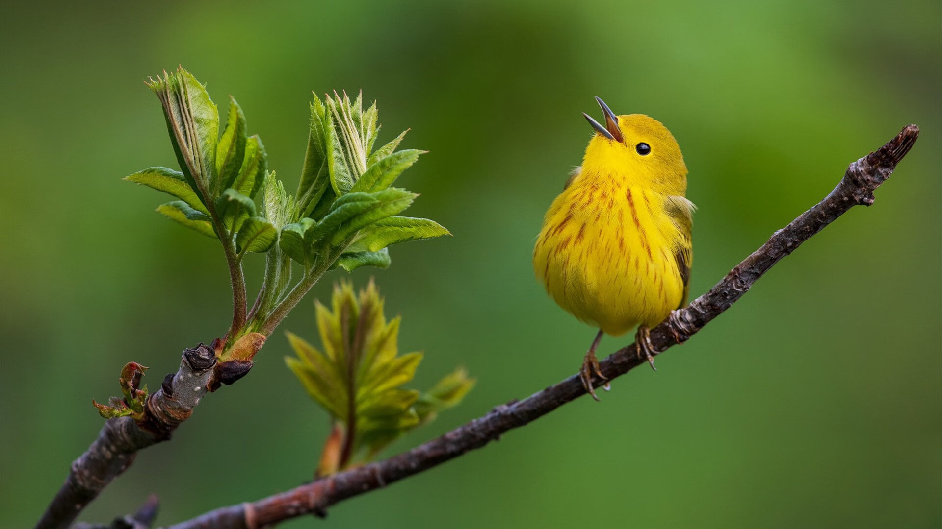 决赛惜败，西班牙男足无缘金牌梦，西班牙足球大赛冠军