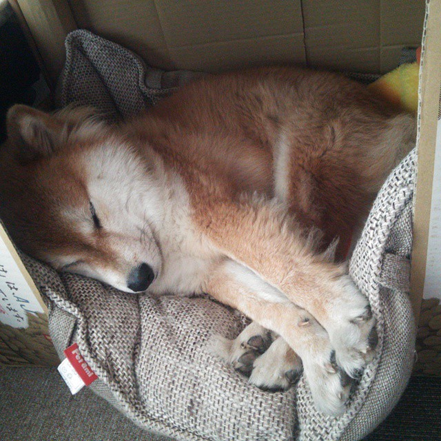 布鲁诺·卡博克洛在NBA夏季联赛中展现适应能力,布鲁诺卡波科洛 2kol2