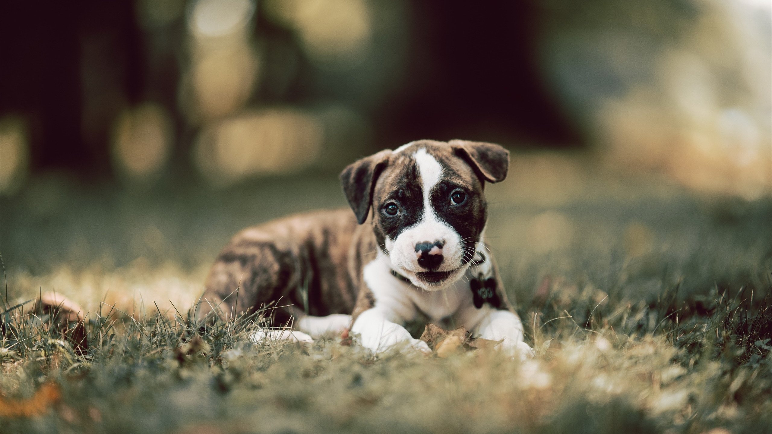 九游电脑版-影响力不断扩大：联盟成为全球体育文化的“超级IP”，世界各大体育联盟收入排名