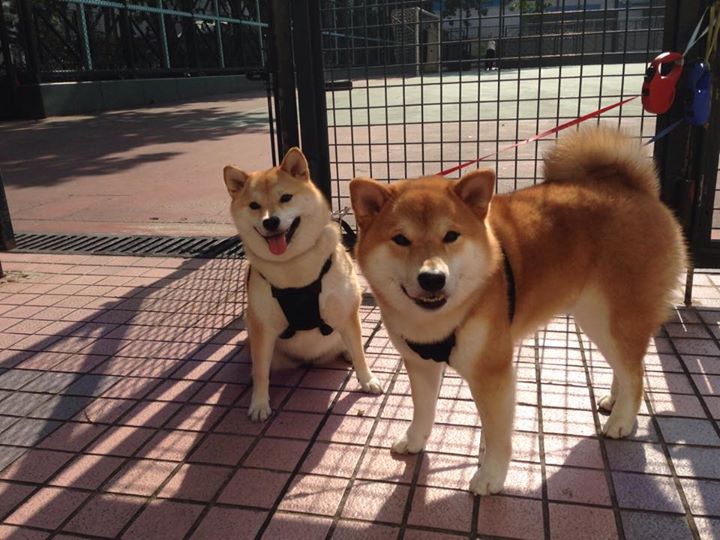 库兹马诺维奇在巴黎奥运会手球比赛中多次扑救关键球,nba库兹马