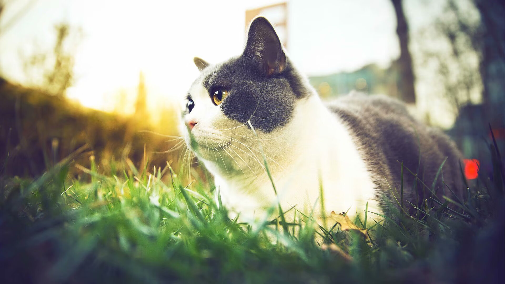 快船推行“无障碍篮球训练营”,助力残障人士参与,无障碍方案