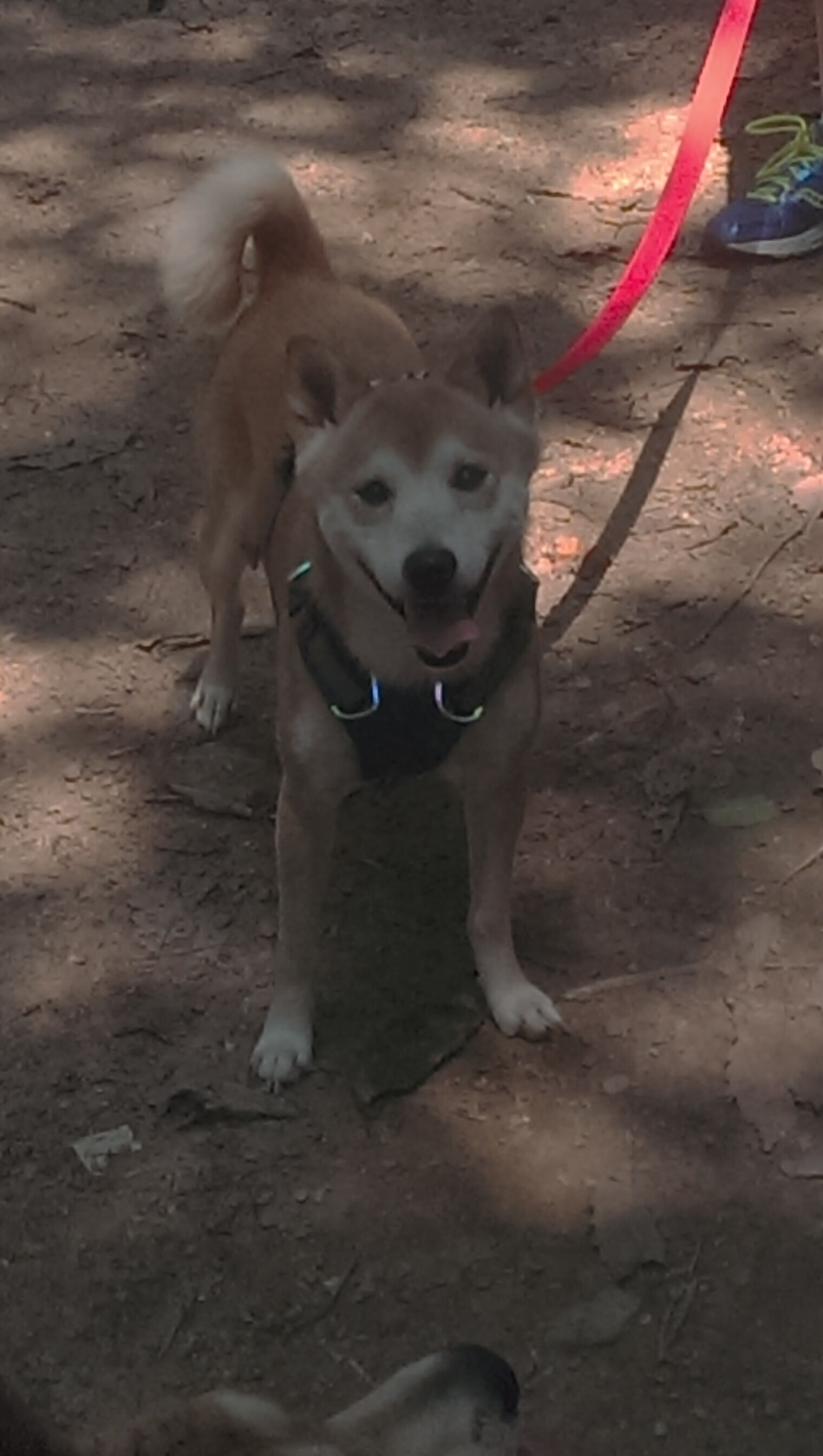 意甲激烈较量,球员专访揭秘场上战术调整的细节与心态变化,意甲争4