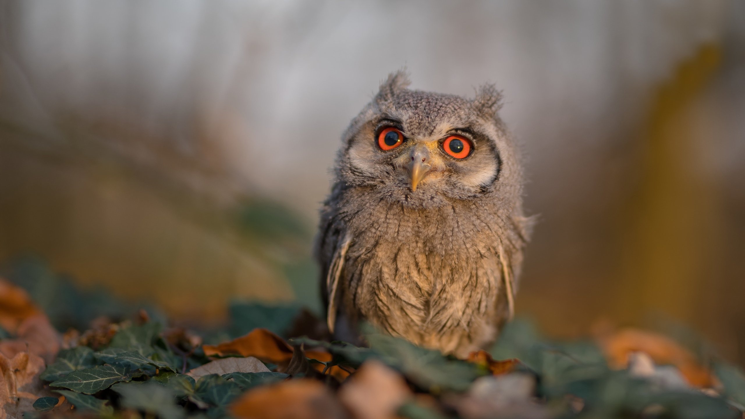 欧冠高光时刻集锦:那些令人久久难忘的瞬间,最精彩的欧冠比赛