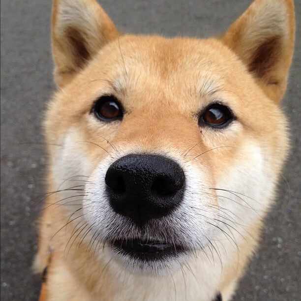 九游正版入口-球星成长：从菜鸟到MVP的成长轨迹，球星经历