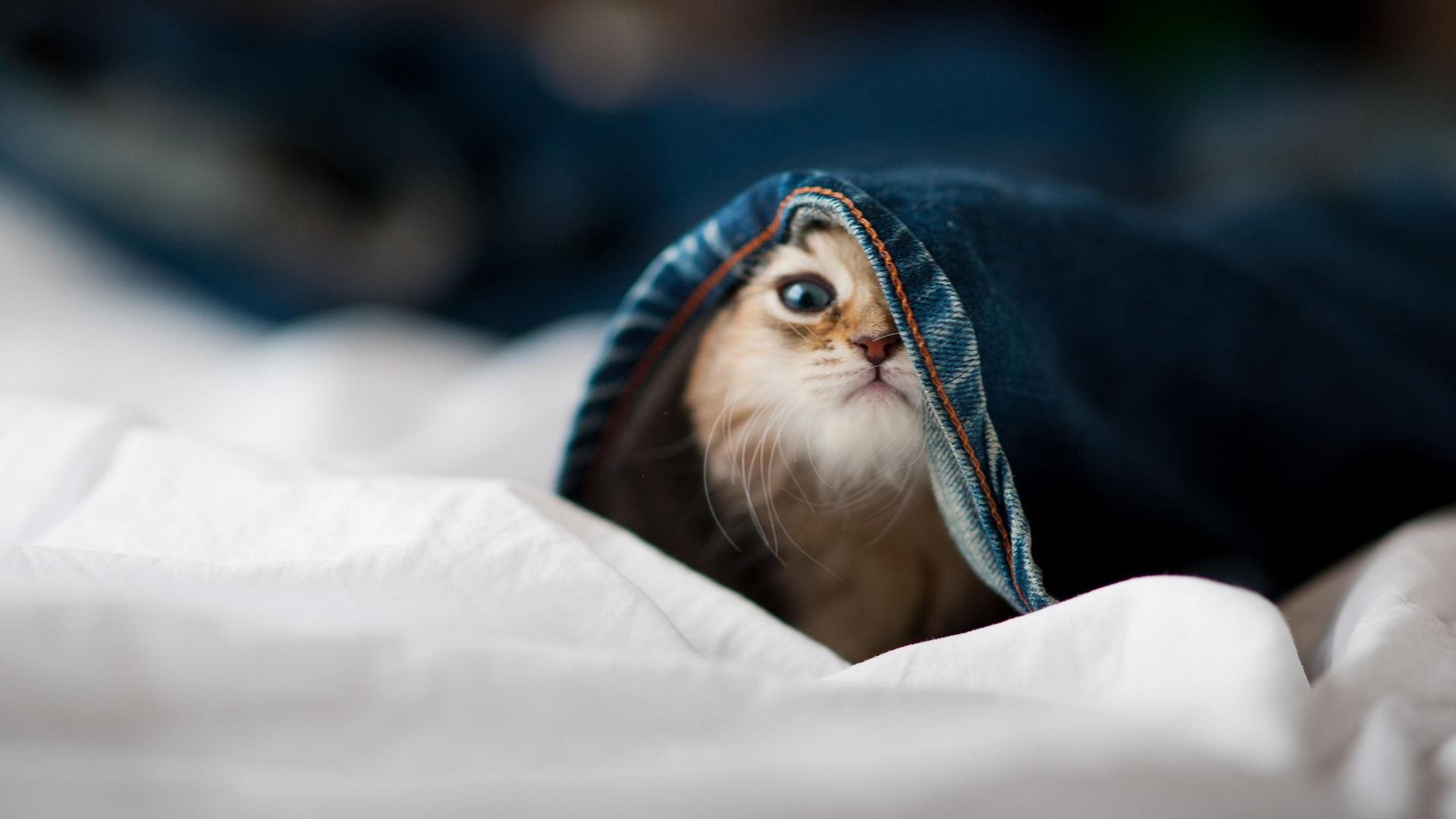 九游下载安装-篮球教练员资格认证考试改革进行中，篮球教练员资格证报名