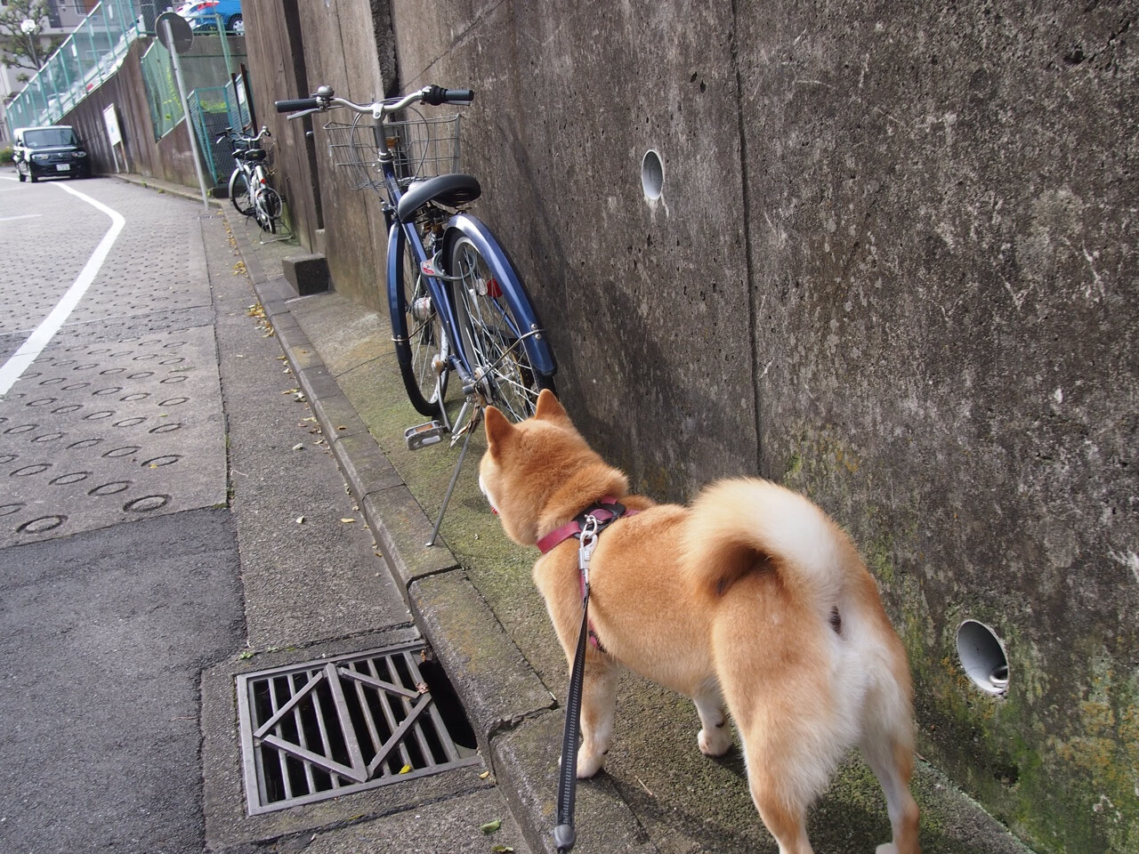 九游网页版入口-美国女足决赛中展现坚韧防守，成功守住领先，美国女足赛事