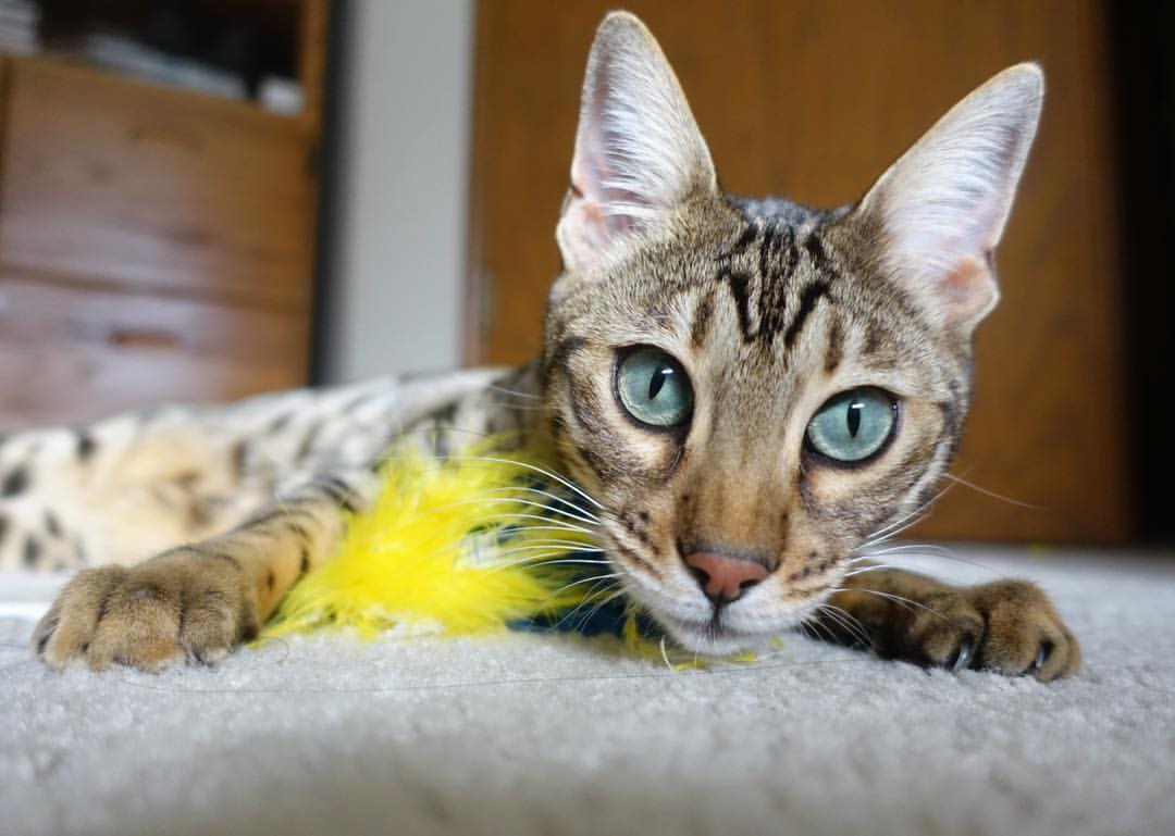 九游官网主页-马刺新秀斩获“最佳国际球员”奖，法国球迷沸腾，马刺今年新秀