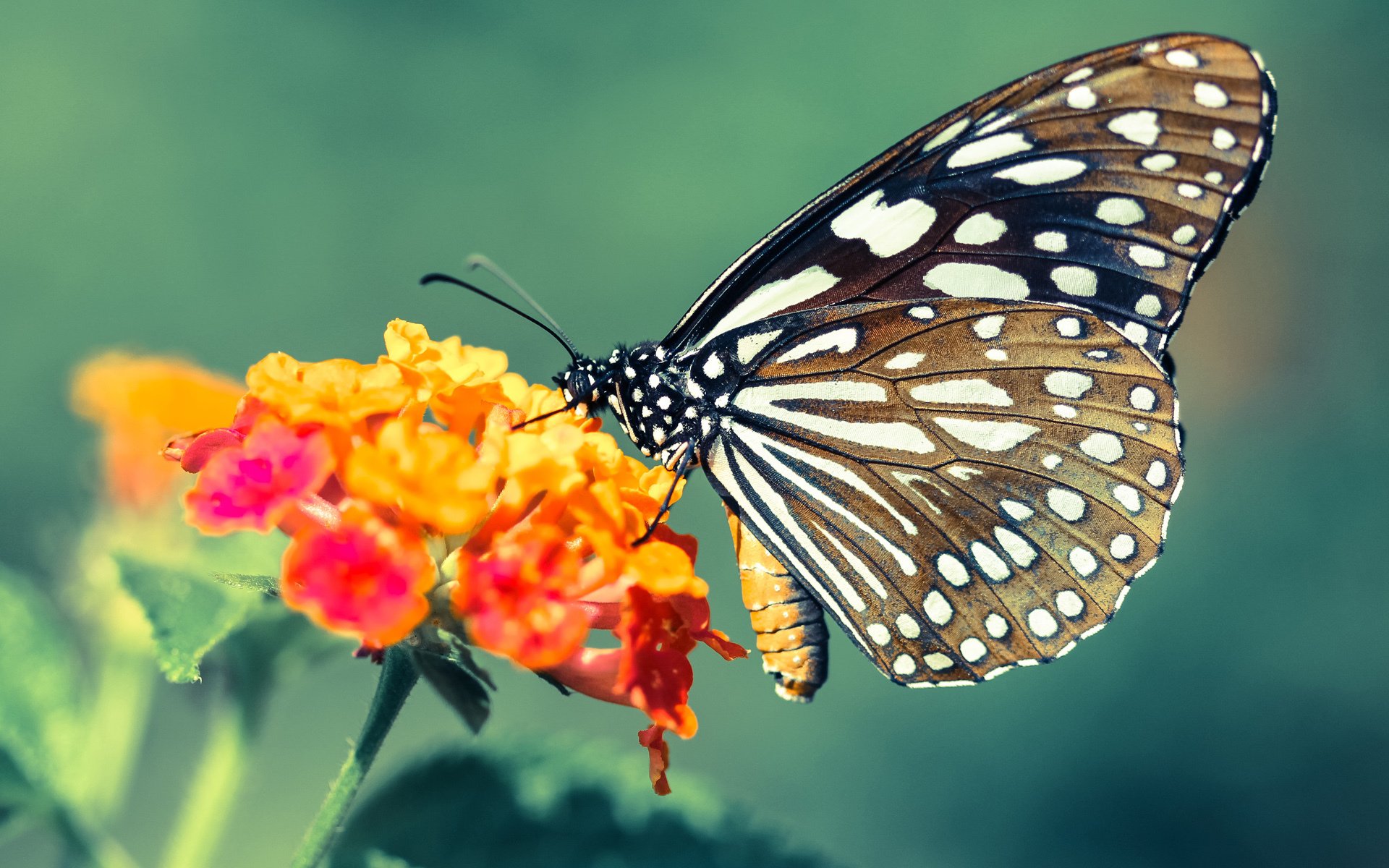 女足世界杯球迷活动丰富多彩,女足世界杯出现