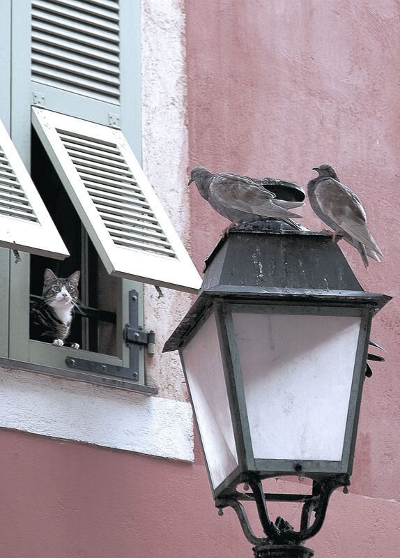 尤文图斯博洛尼亚大胜不失球状态厉害,尤文图斯博洛尼亚集锦