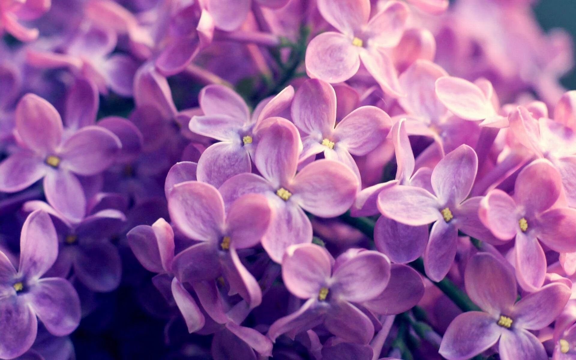 巴黎圣日耳曼不敌亚特兰大,悲情告别欧冠,巴黎圣日耳曼兰斯比分预测