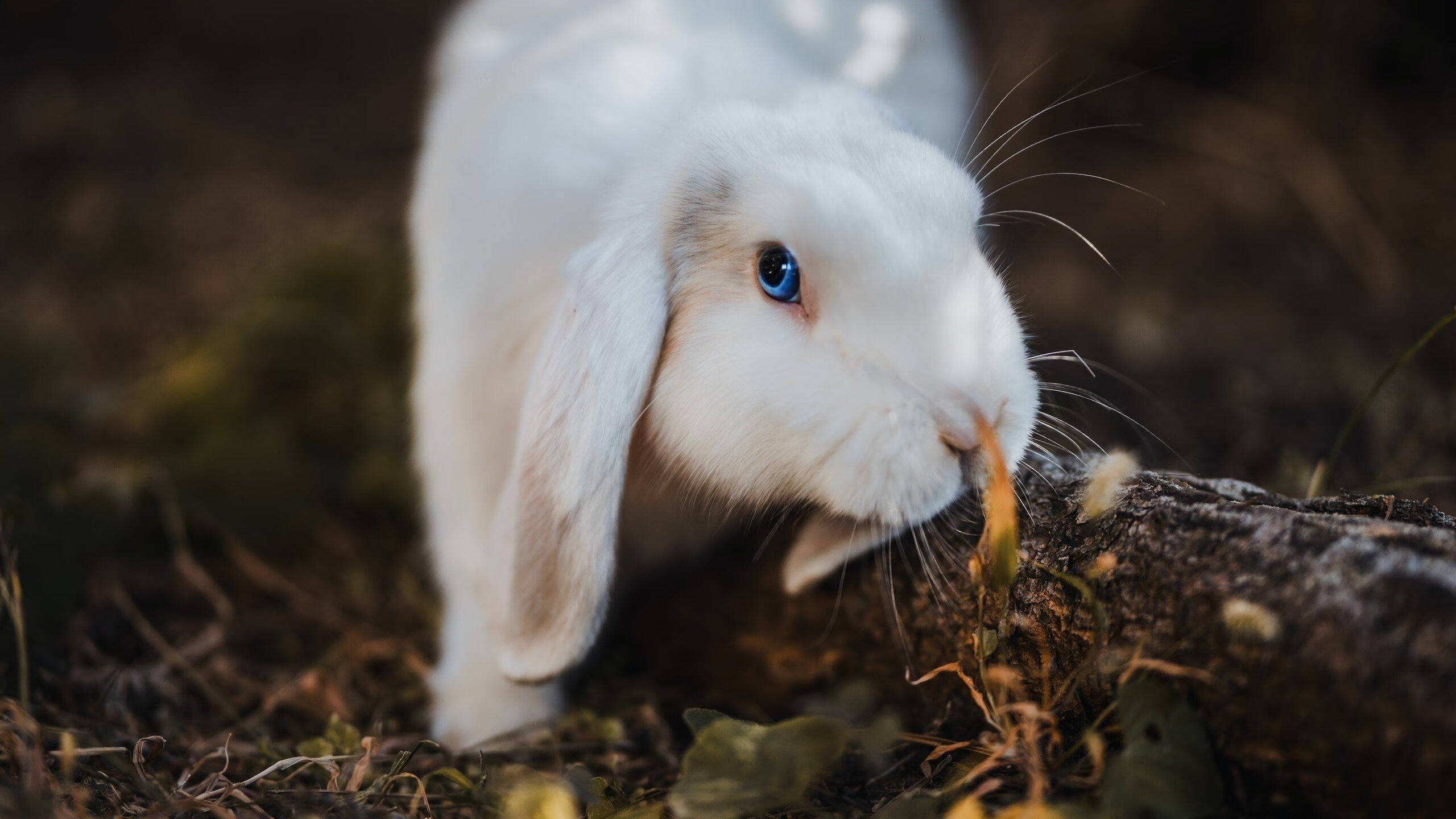 布里斯托流浪者边路渗透犀利,海港之队再攀高峰,布里斯托流浪者足球俱乐部
