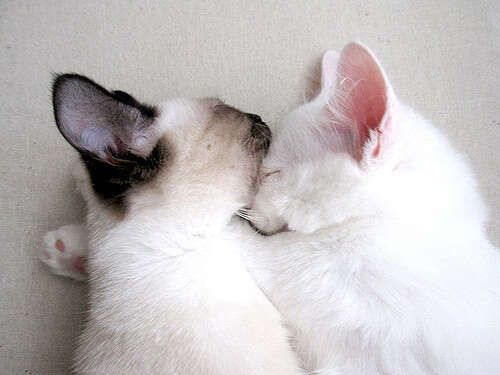 -非洲篮球锦标赛即将在下周拉开帷幕，非洲篮球2021预选赛赛程