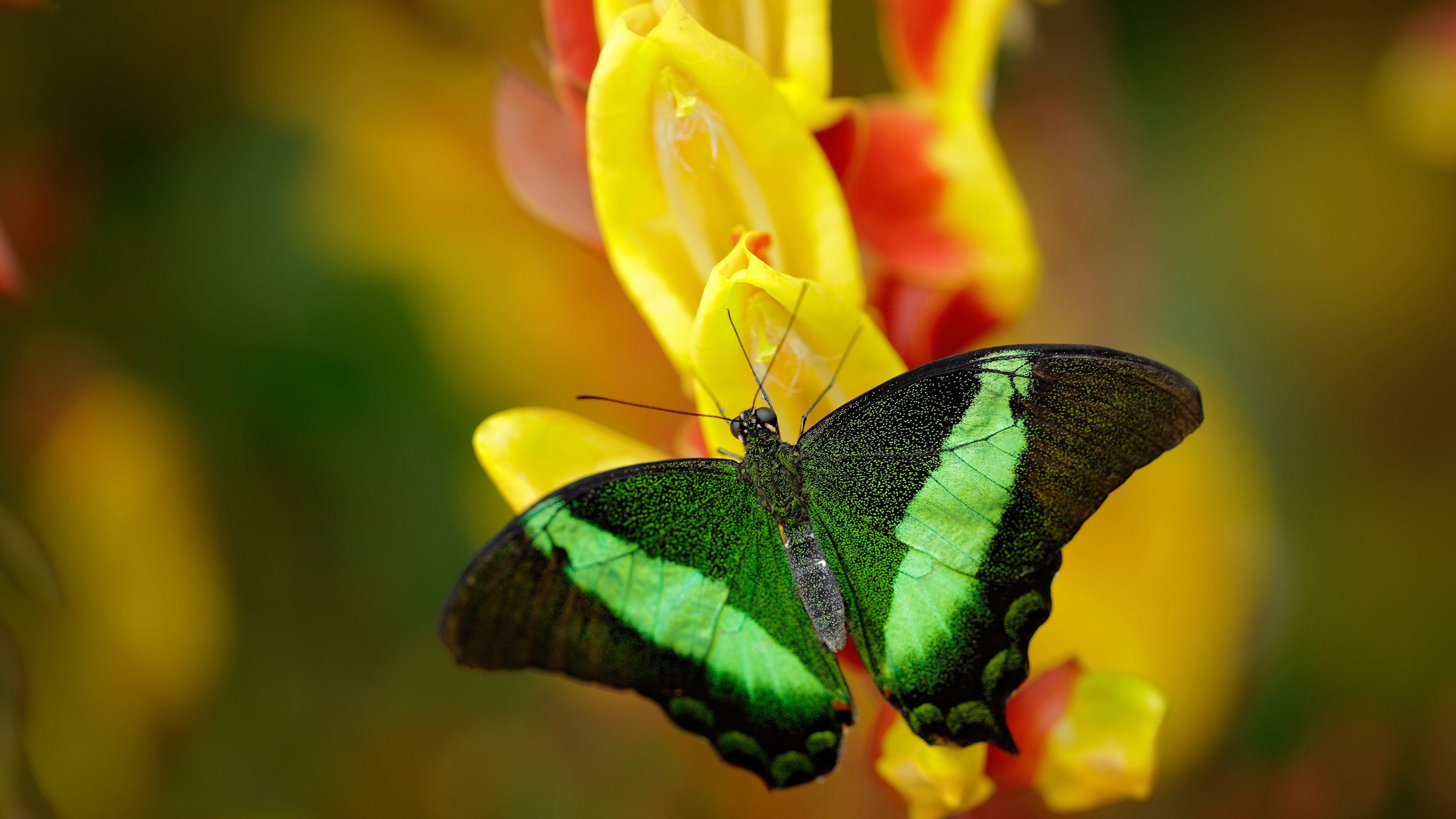 马洛卡遭遇三连败,局势岌岌可危,马洛卡vs西班牙人结果