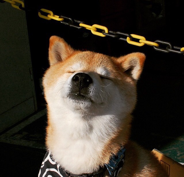 九游（jiuyou.com）游戏-黑马球队崭露头角，向强敌发起挑战！，黑马队队徽