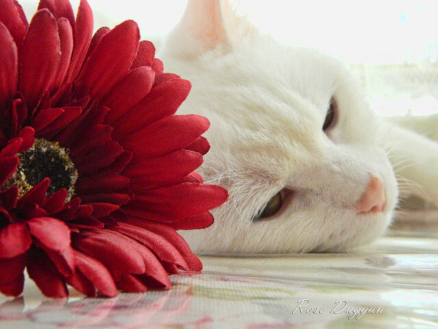 青少年运动损伤预防技术及康复实践研究,青少年运动损伤的预防原则有哪些