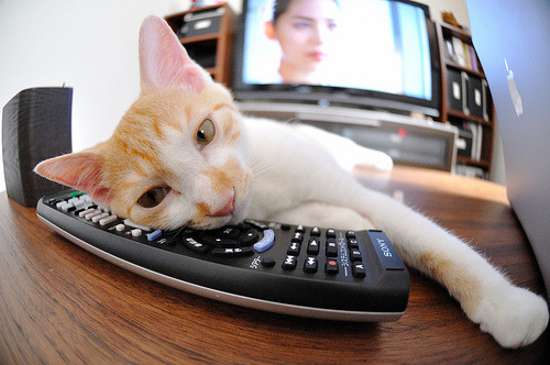 搏击台上竞技精神引发热议,搏击现场