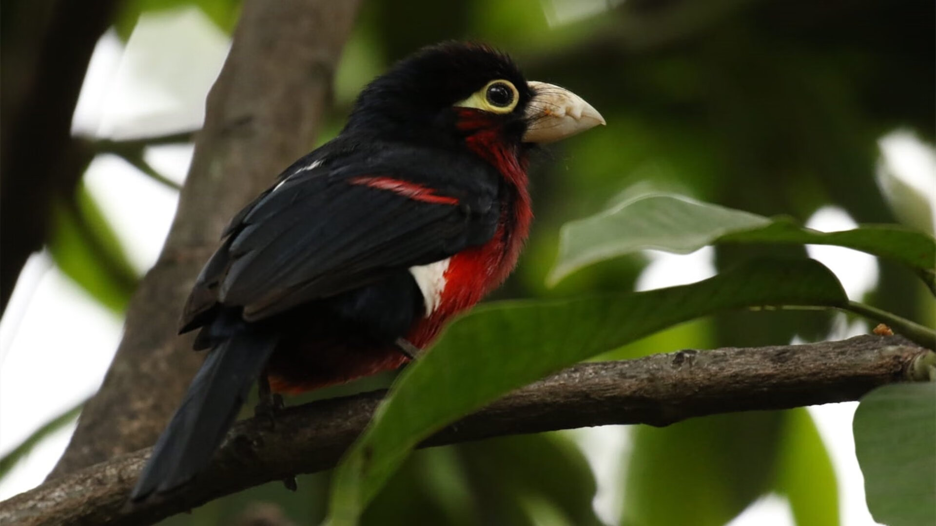 “南非羚羊队的秘密武器:萨尔·巴赫的崛起”