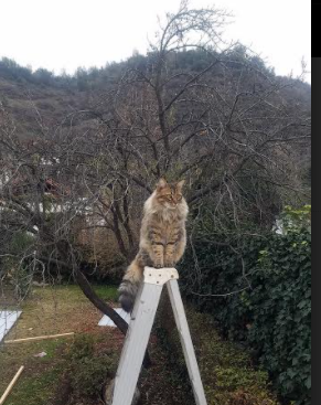 -乌拉圭女篮在南美锦标赛中表现抢眼，迈入新辉煌，乌拉圭蓝球