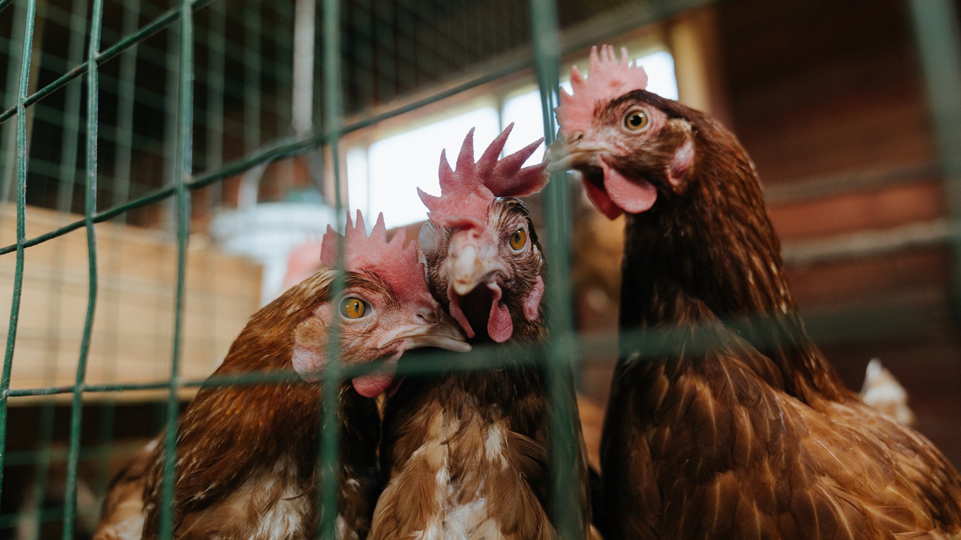 哥伦比亚男篮在国际邀请赛中表现抢眼,团队实力逐步提升