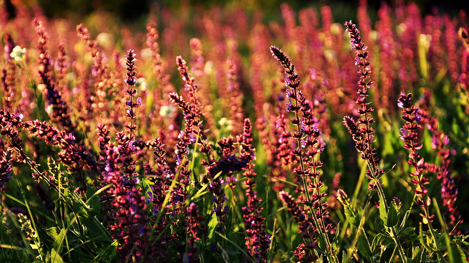 诺埃·庞蒂冲刺力十足挑战极限,庞蒂克fiero