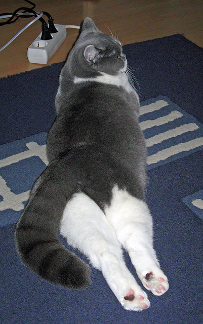 高尔作为袋鼠队关键球员,展现出极强的比赛适应能力,高尔夫袋鼠男装简介