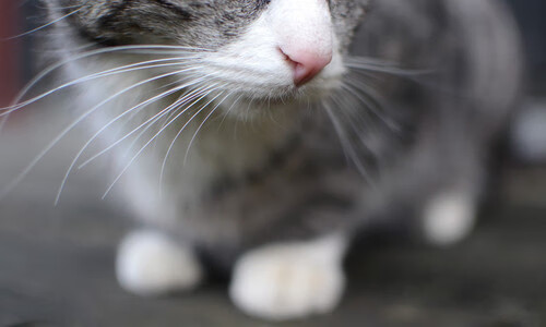 九游登录入口-黄蜂高管表示球队更衣室文化正积极转变，黄蜂球衣变迁史